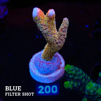 Montipora 'Gold Money'