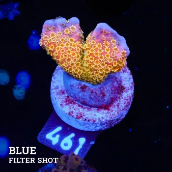 Montipora 'Gold Money'