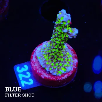 Montipora 'Starwars'