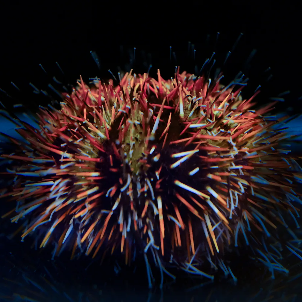 Tripneustes gratilla 'Pfaffenhut-Seeigel'