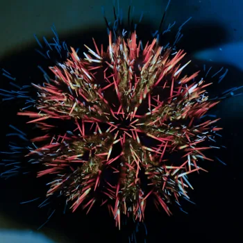 Tripneustes gratilla 'Pfaffenhut-Seeigel'