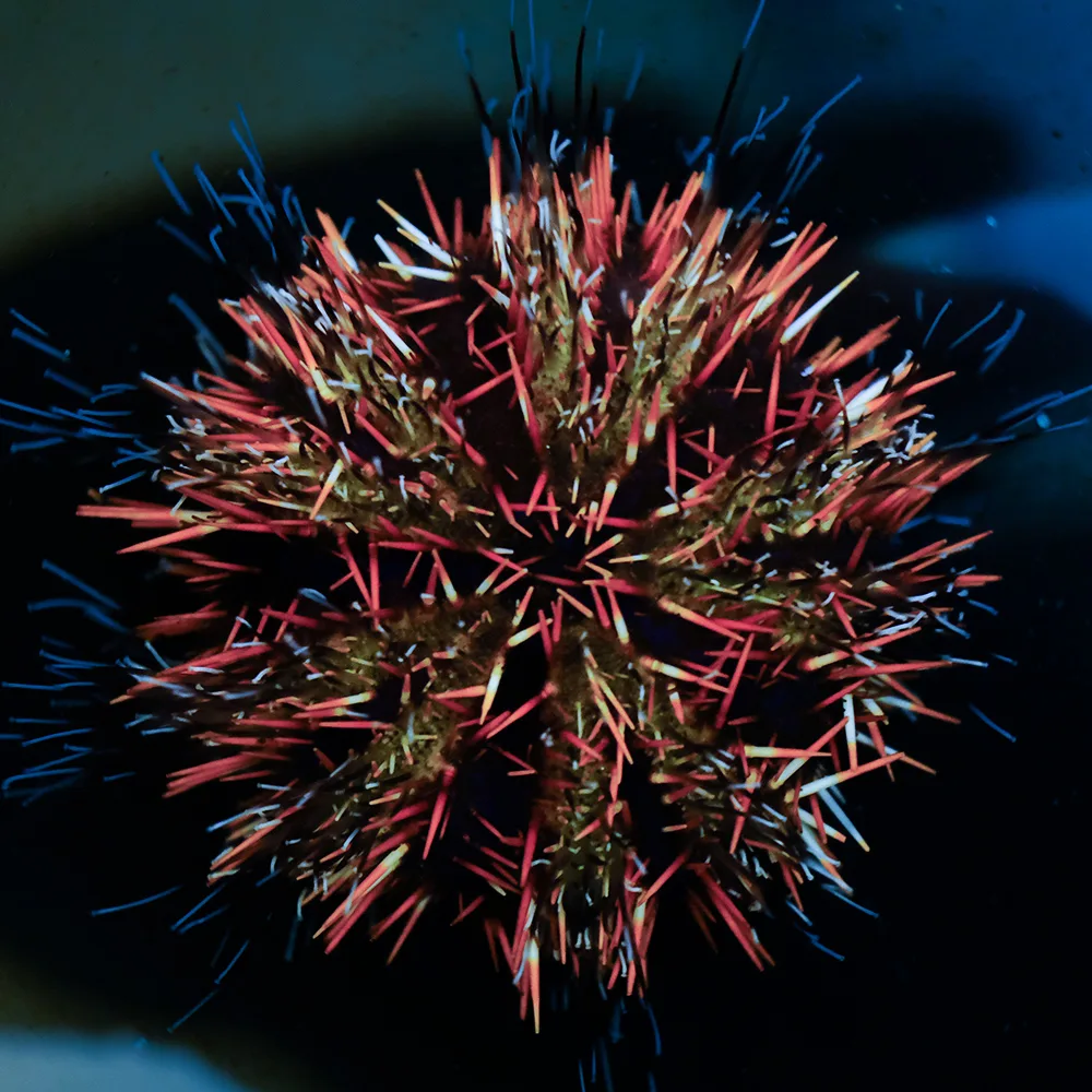 Tripneustes gratilla 'Pfaffenhut-Seeigel'