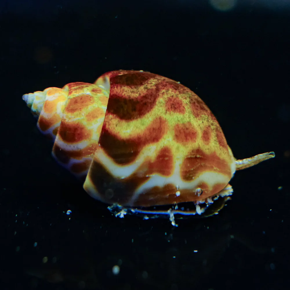 Babylonia zeylanica 'Babylonia Schnecke'