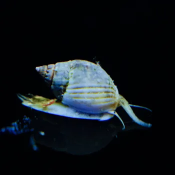 Nassarius reticulatus 'Wellhornschnecke'