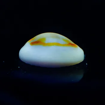 Monetaria annulus 'Goldring Kauri'