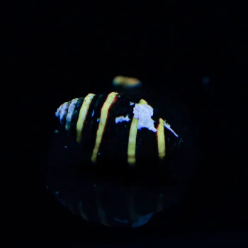 Engina mendicaria 'Hummelschnecke'