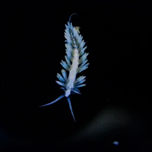 Sustainable coral farming & colorful coral offshoots for your aquarium