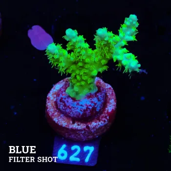 Acropora Chesterfieldensis