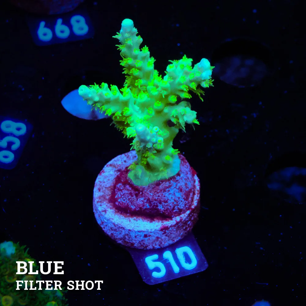 Acropora Chesterfieldensis