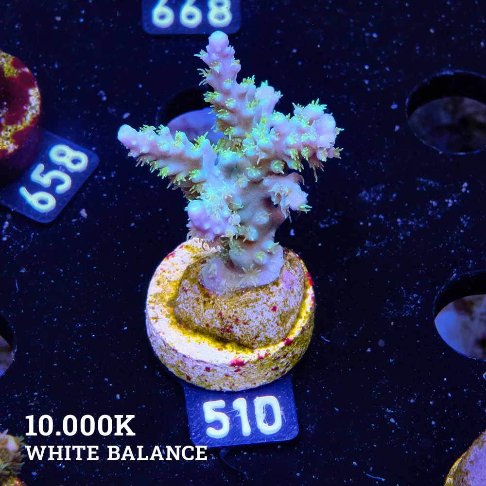 Acropora Chesterfieldensis