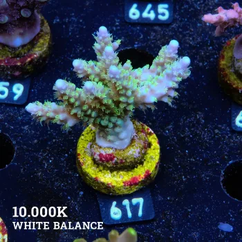 Acropora Chesterfieldensis