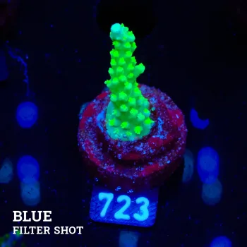 Acropora Chesterfieldensis