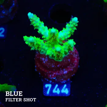 Acropora Chesterfieldensis