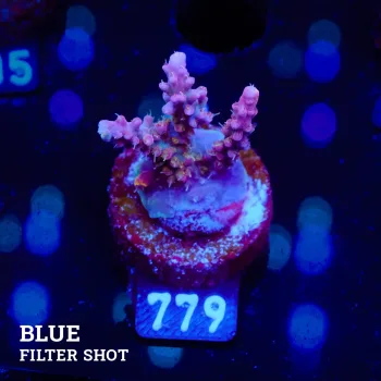 Acropora 'Confetti' B-Ware