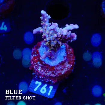 Acropora 'Confetti' B-Ware