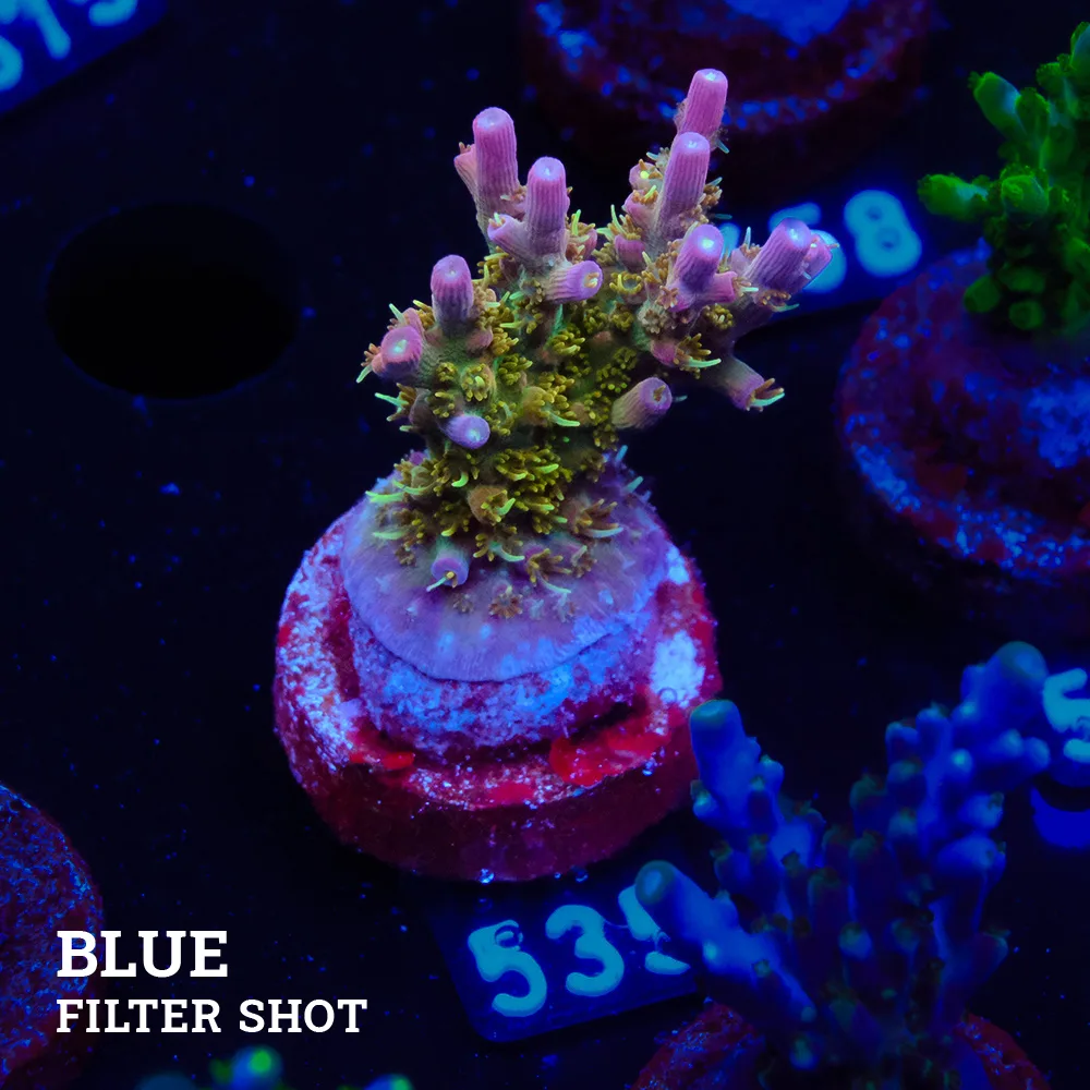 Acropora 'Confetti'
