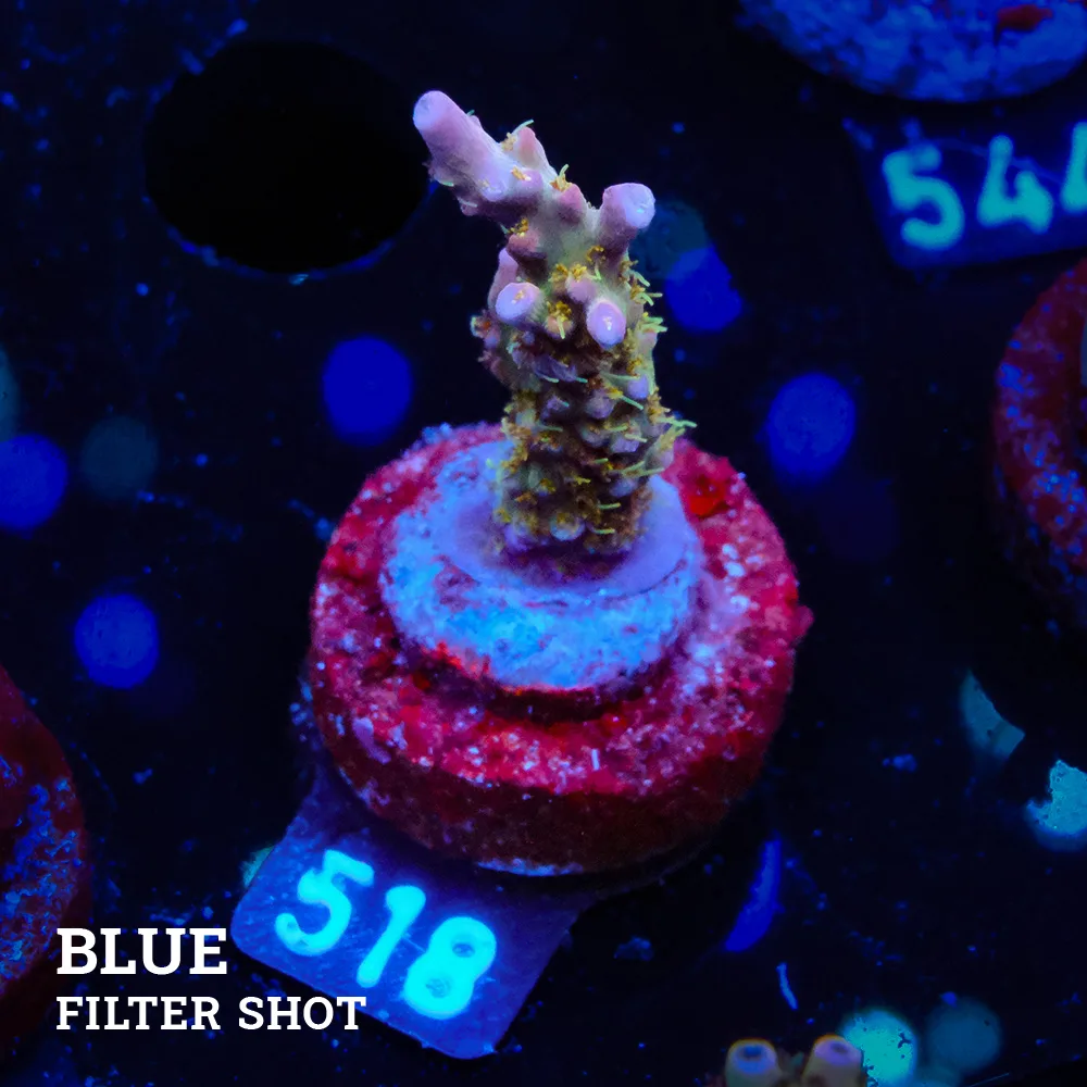 Acropora 'Confetti'
