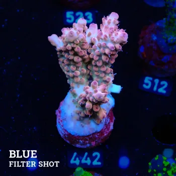 Acropora 'Confetti'