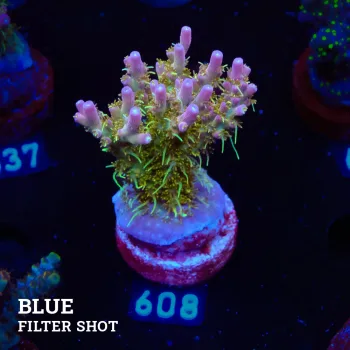 Acropora 'Confetti'