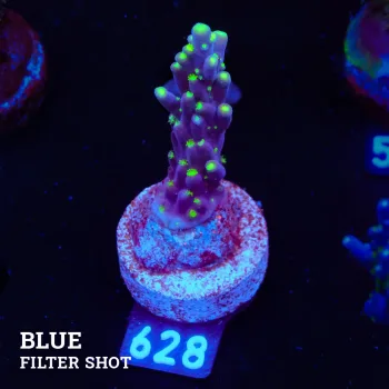 Acropora 'Fiji Tricolor Table'