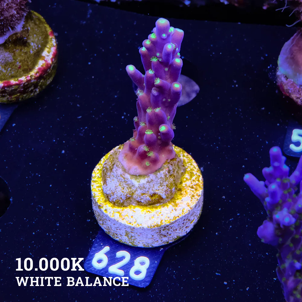 Acropora 'Fiji Tricolor Table'