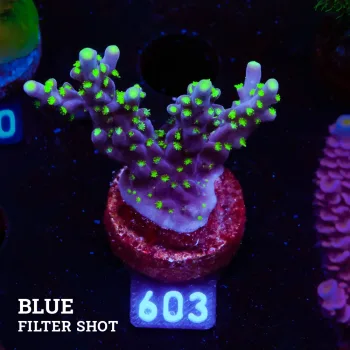 Acropora 'Fiji Tricolor Table'