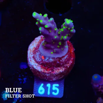 Acropora 'Fiji Tricolor Table'