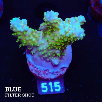 Acropora Gemmifera 'Rainbow'