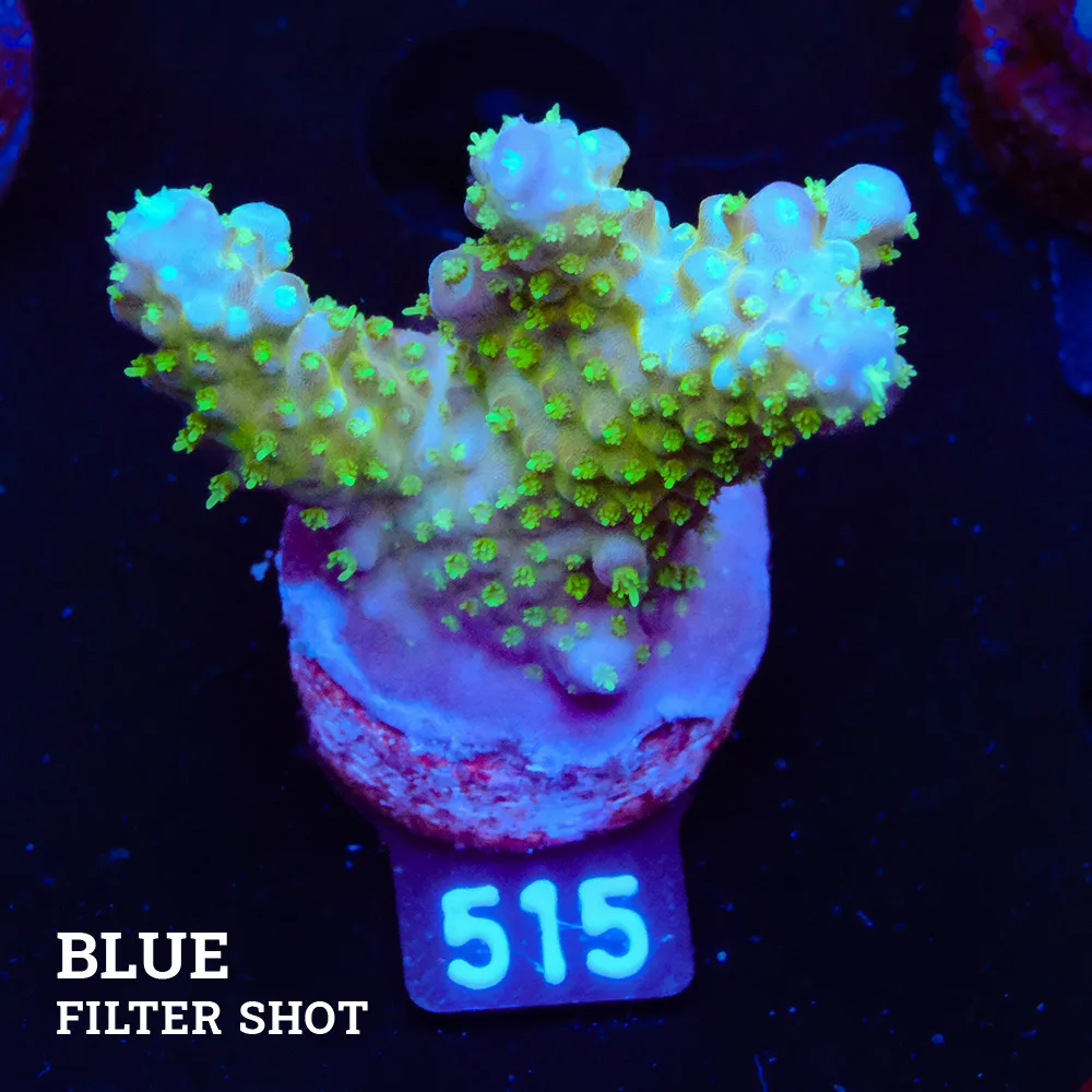 Acropora Gemmifera 'Rainbow' (arc-en-ciel)'