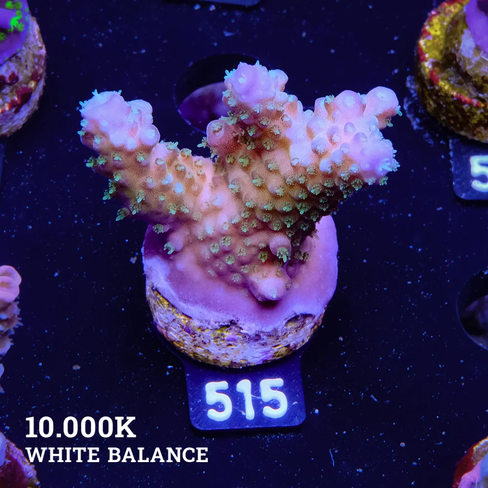 Acropora Gemmifera 'Rainbow' (arc-en-ciel)'