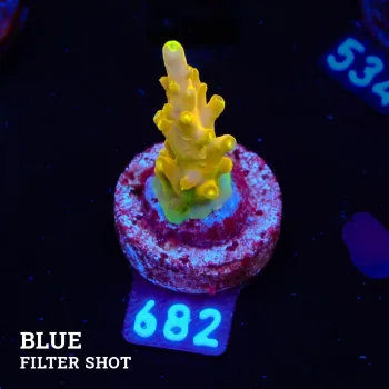 Acropora 'Gold Finger'