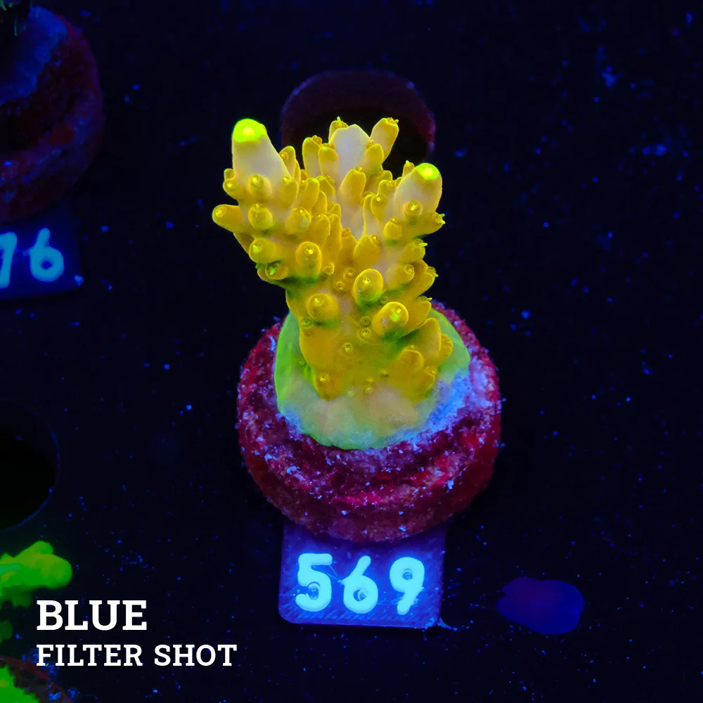 Acropora 'Goldfinger'