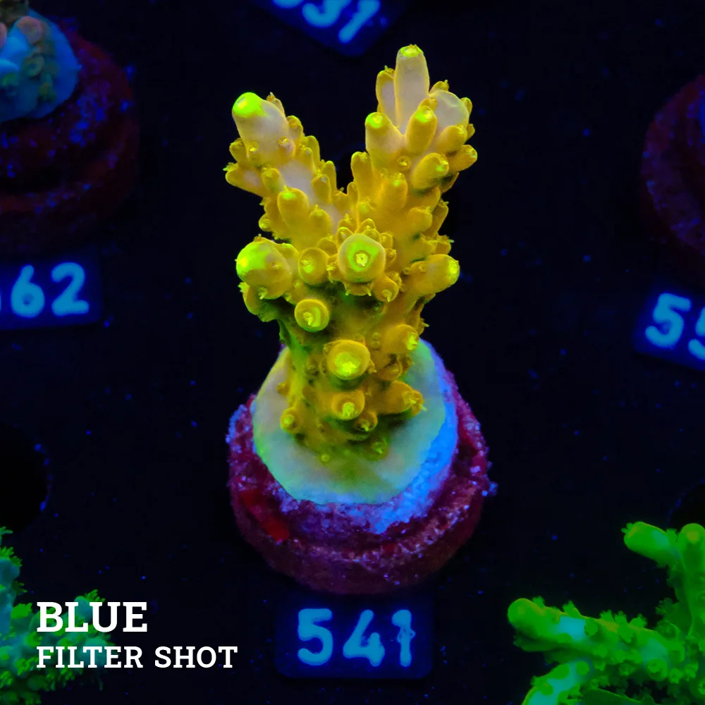 Acropora 'Goldfinger'
