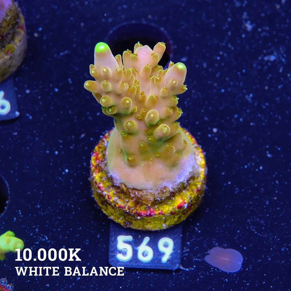 Acropora 'Goldfinger'