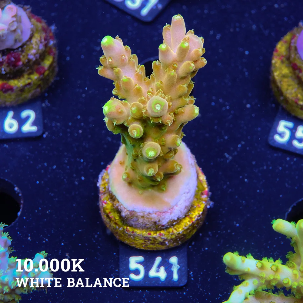 Acropora 'Goldfinger'