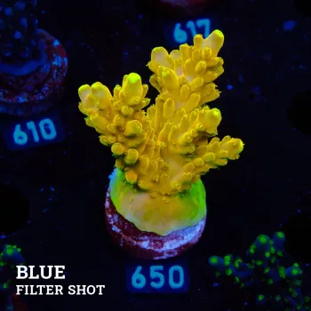 Acropora 'Goldfinger'