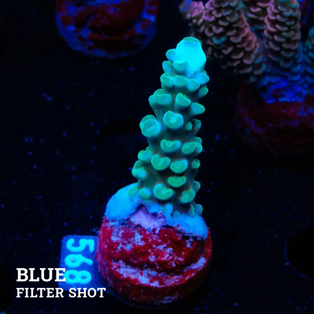 Acropora Gomezi