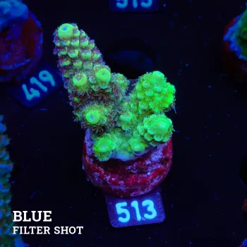 Acropora 'Green & Purple Polyps'