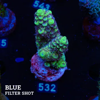 Acropora 'Green & Purple Polyps'