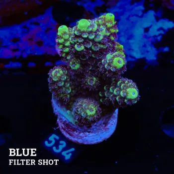 Acropora 'Green & Purple Polyps'