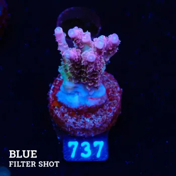Acropora Hyacinthus
