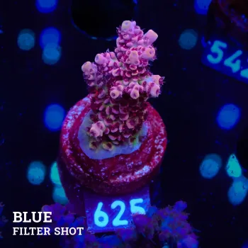 Acropora Hyacinthus 'Rainbow'
