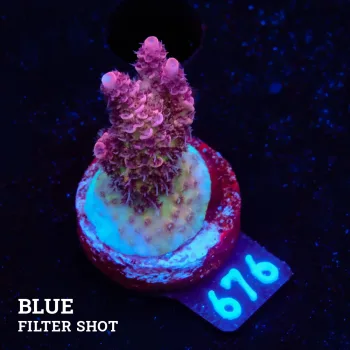 Acropora Hyacinthus 'Red'