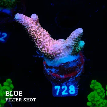Acropora Millepora 'Blue Rainbow'