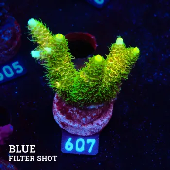 Acropora Millepora 'Green & Yellow'