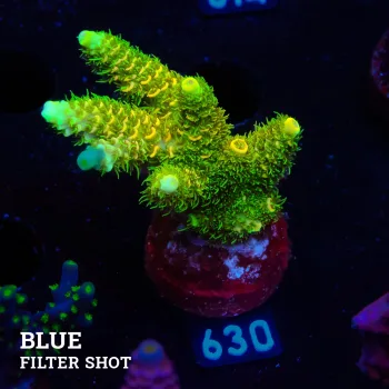 Acropora Millepora 'Green & Yellow'