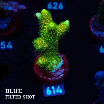 Acropora Millepora 'Green & Yellow'