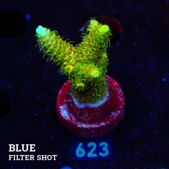 Acropora Millepora 'Green & Yellow'