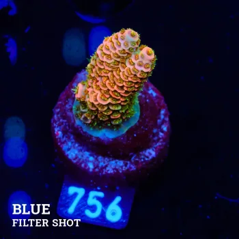 Acropora Millepora 'Orange'