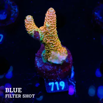 Acropora Millepora 'Orange'